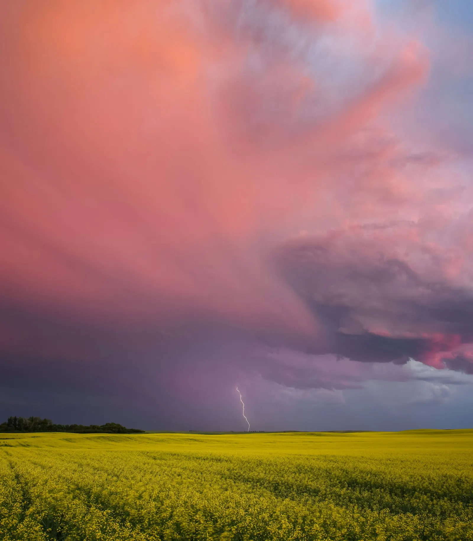Stormy prairie sky over a canola field